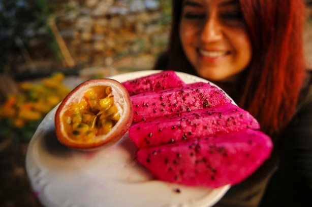 Foto - İlk tropikal meyvemiz 'ejder' tescillendi