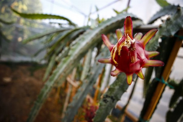 Foto - İlk tropikal meyvemiz 'ejder' tescillendi