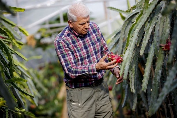 Foto - İlk tropikal meyvemiz 'ejder' tescillendi