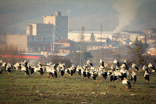 Foto - İlkbaharın habercisi leylekler gelmeye başladı