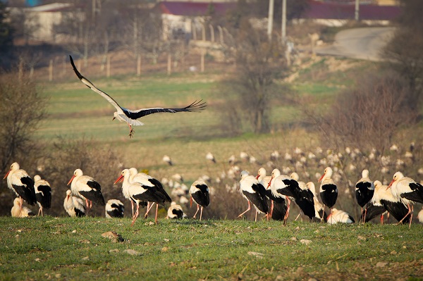 Foto - İlkbaharın habercisi leylekler gelmeye başladı