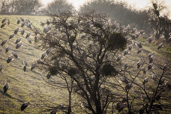 Foto - İlkbaharın habercisi leylekler gelmeye başladı