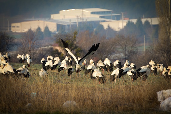 Foto - İlkbaharın habercisi leylekler gelmeye başladı