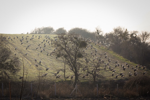 Foto - İlkbaharın habercisi leylekler gelmeye başladı