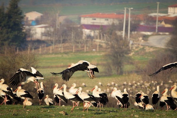 Foto - İlkbaharın habercisi leylekler gelmeye başladı