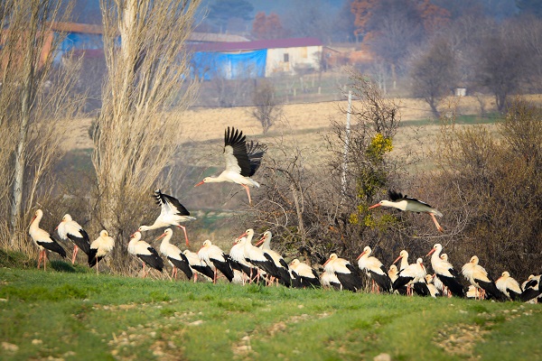 İlkbaharın habercisi leylekler gelmeye başladı