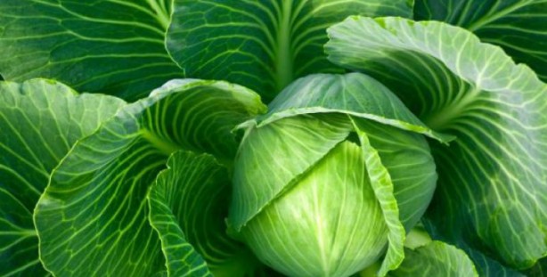 Foto - İltihab ve ağrıyı kesiyor! Lahana yaprağıyla gelen şifa