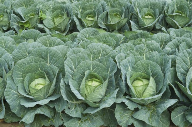 Foto - İltihab ve ağrıyı kesiyor! Lahana yaprağıyla gelen şifa