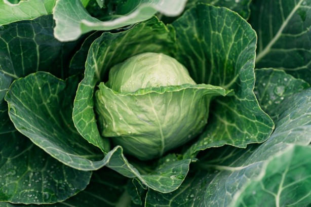 Foto - İltihab ve ağrıyı kesiyor! Lahana yaprağıyla gelen şifa