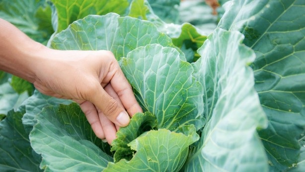 Foto - İltihab ve ağrıyı kesiyor! Lahana yaprağıyla gelen şifa