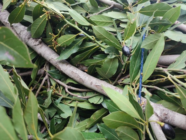 Foto - İltihap önleyici defne yaprağının sağlığa 10 faydası