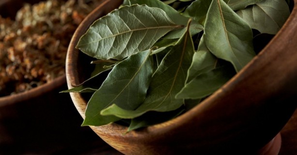 Foto - İltihap önleyici defne yaprağının sağlığa 10 faydası