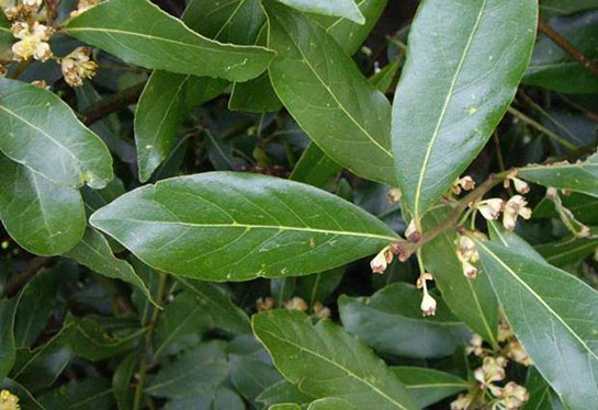 Foto - İltihap önleyici defne yaprağının sağlığa 10 faydası