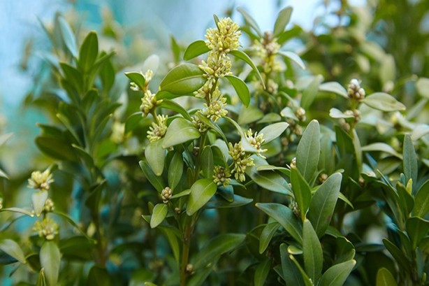 Foto - İltihap önleyici defne yaprağının sağlığa 10 faydası