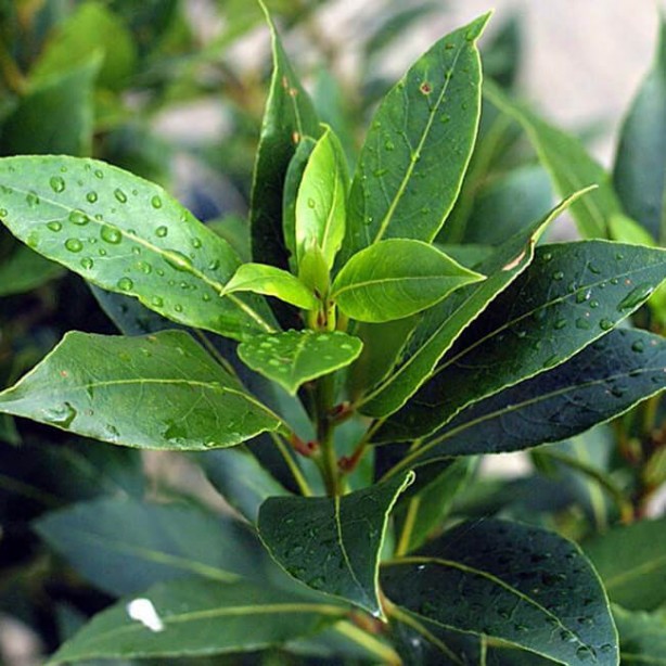 Foto - İltihap önleyici defne yaprağının sağlığa 10 faydası