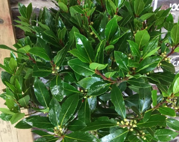 Foto - İltihap önleyici defne yaprağının sağlığa 10 faydası