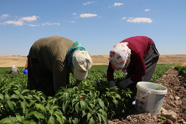 Foto - İmkansızlıktan okuyamadı, 60 kişiye ekmek kapısı oldu