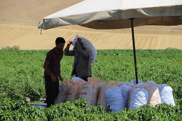 Foto - İmkansızlıktan okuyamadı, 60 kişiye ekmek kapısı oldu