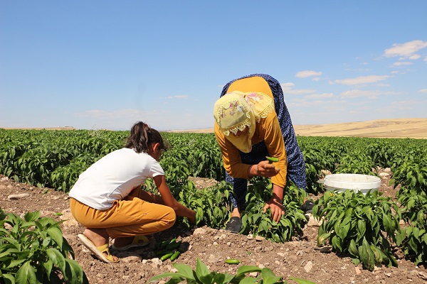 Foto - İmkansızlıktan okuyamadı, 60 kişiye ekmek kapısı oldu