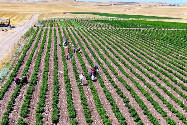 Foto - İmkansızlıktan okuyamadı, 60 kişiye ekmek kapısı oldu