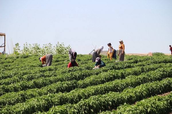 Foto - İmkansızlıktan okuyamadı, 60 kişiye ekmek kapısı oldu