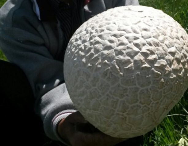 Foto - İnanamayacaksınız ama bu bir mantar!