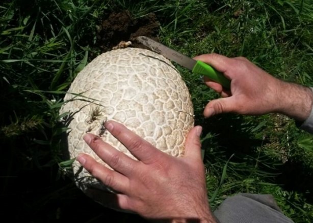 Foto - İnanamayacaksınız ama bu bir mantar!