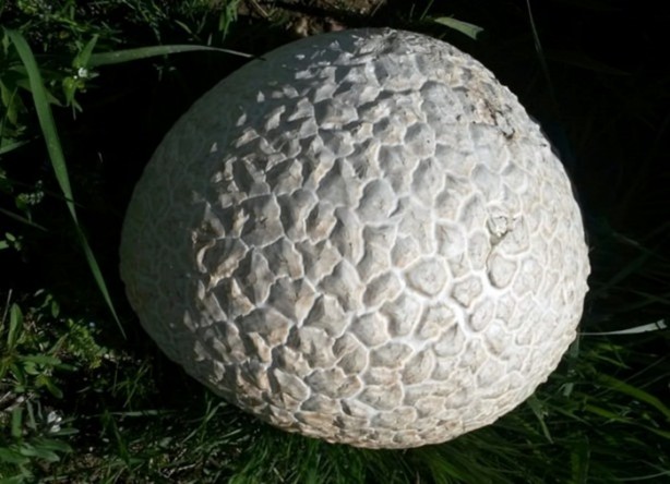 Foto - İnanamayacaksınız ama bu bir mantar!