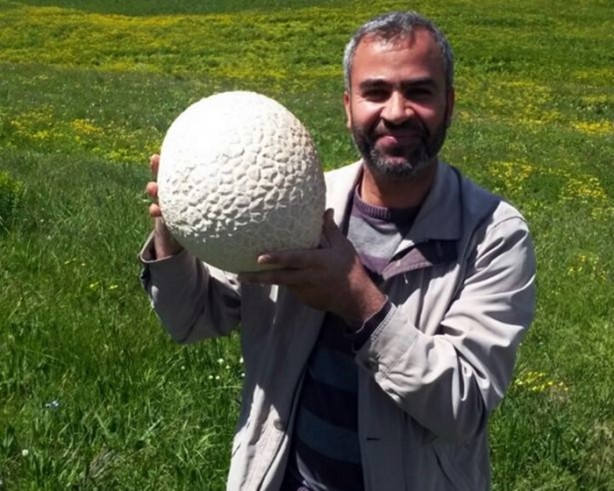 Foto - İnanamayacaksınız ama bu bir mantar!