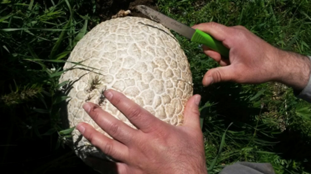 İnanamayacaksınız ama bu bir mantar!