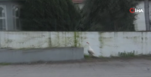 Foto - İnanılmaz ama gerçek! Burada ezan okununca bakın ne oluyor