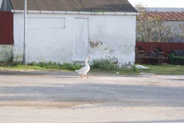 Foto - İnanılmaz ama gerçek! Burada ezan okununca bakın ne oluyor