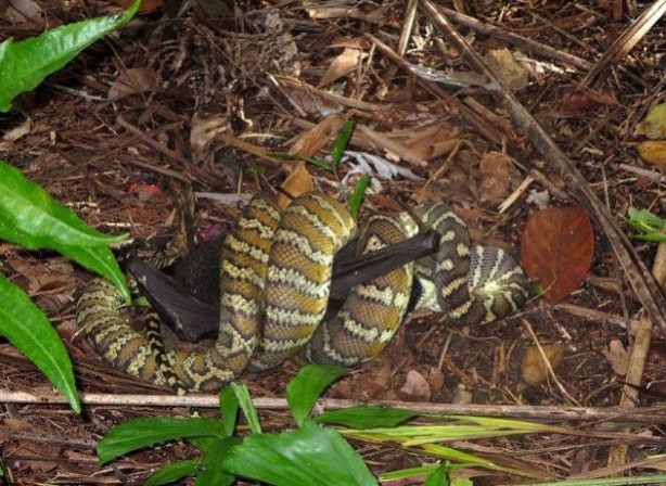 Foto - İnanılmaz av sahneleri