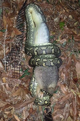 Foto - İnanılmaz av sahneleri