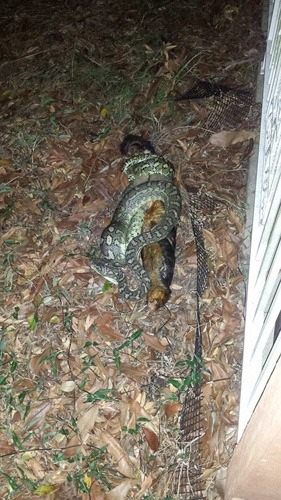 Foto - İnanılmaz av sahneleri