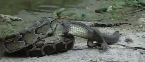 Foto - İnanılmaz av sahneleri