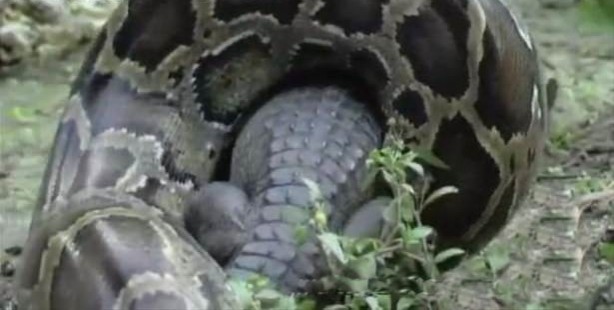 Foto - İnanılmaz av sahneleri