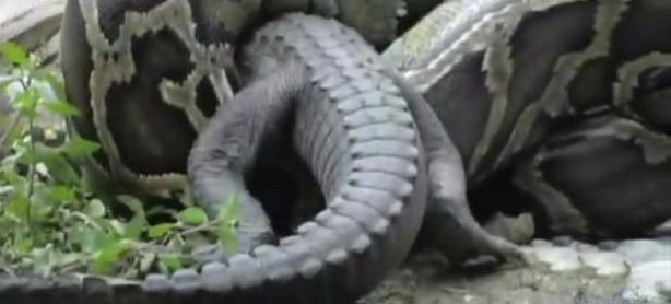 Foto - İnanılmaz av sahneleri