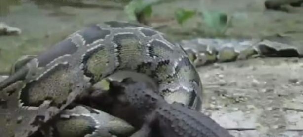 Foto - İnanılmaz av sahneleri