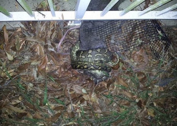 Foto - İnanılmaz av sahneleri