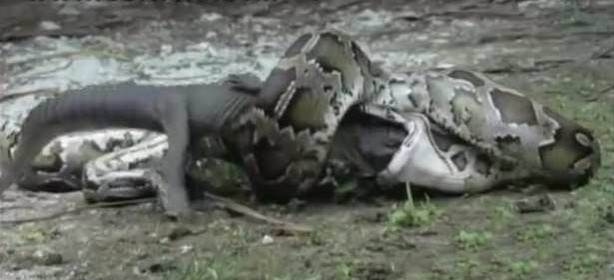 Foto - İnanılmaz av sahneleri