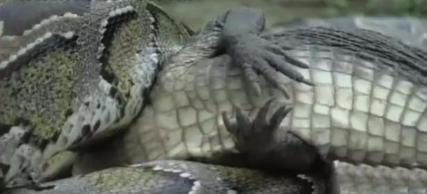 Foto - İnanılmaz av sahneleri