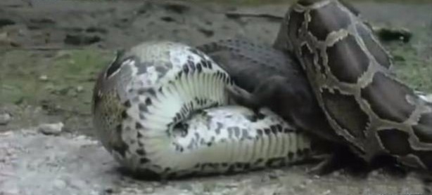 Foto - İnanılmaz av sahneleri