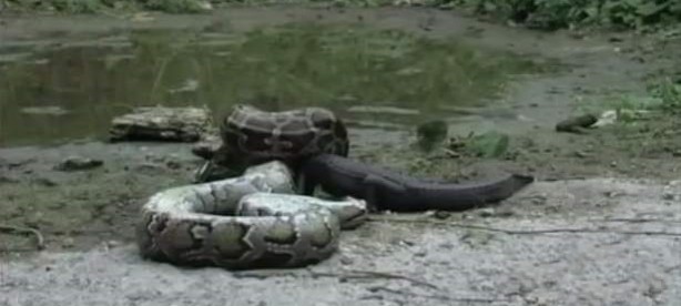 Foto - İnanılmaz av sahneleri