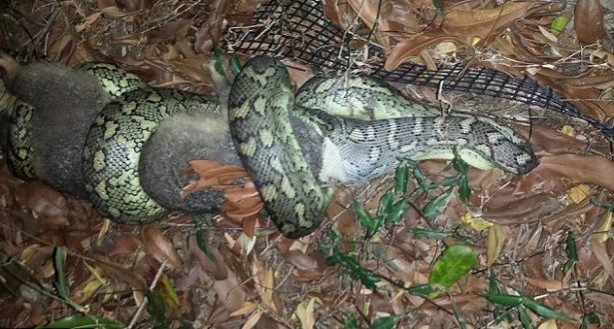 Foto - İnanılmaz av sahneleri