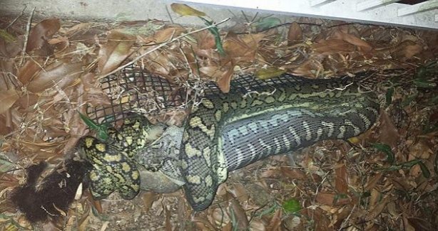 Foto - İnanılmaz av sahneleri