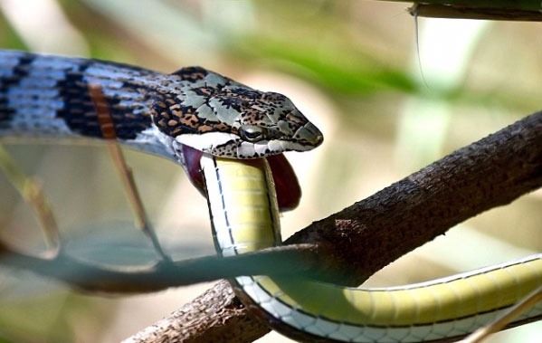 Foto - İnanılmaz av sahneleri