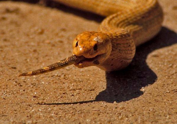 Foto - İnanılmaz av sahneleri