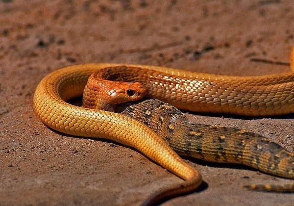 Foto - İnanılmaz av sahneleri