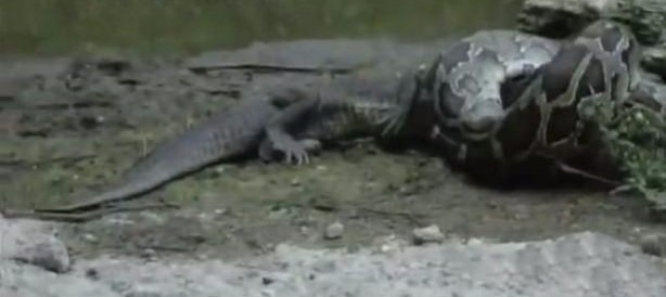 Foto - İnanılmaz av sahneleri